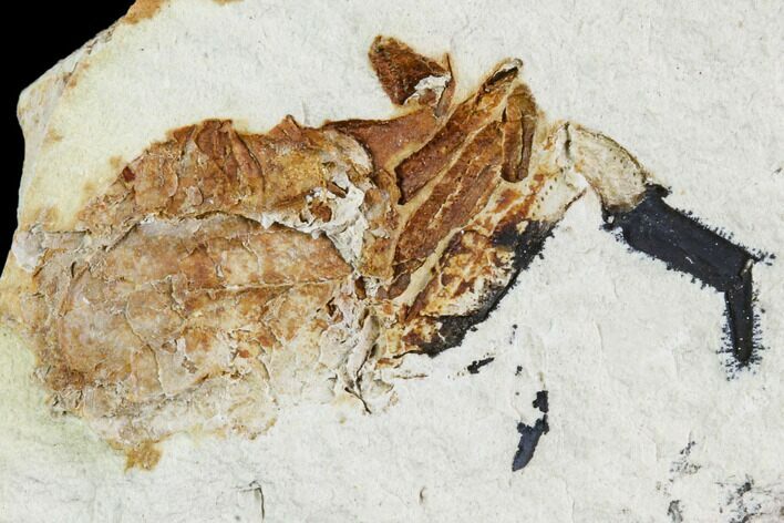 Partial Fossil Pea Crab (Pinnixa) From California - Miocene #105022